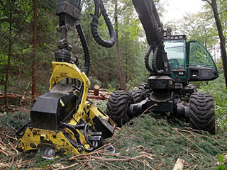Abattage et élagage Les Sables d’Olonne